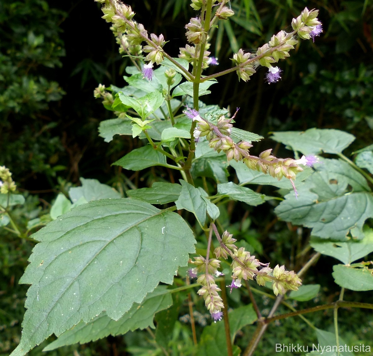 Pogostemon heyneanus Benth.
